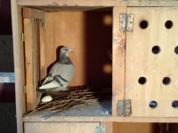 /album/rok-2015/holub-s-vajcom-png/